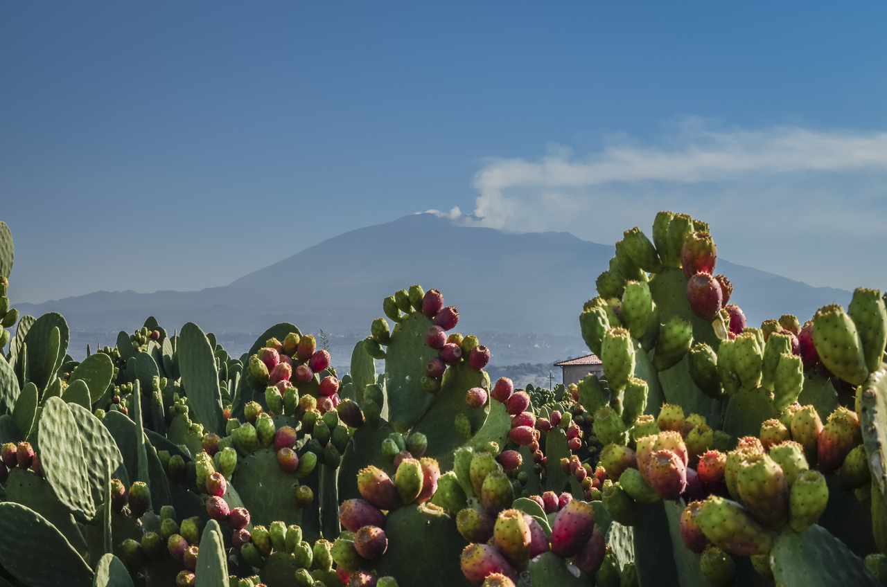 A Prickly Pear Primer