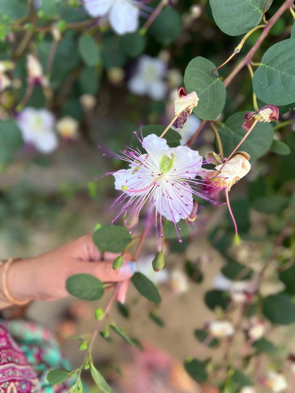 Capers, Sicily’s Tiny Umami Bombs