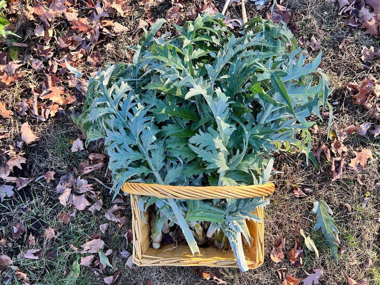 How to Grow and Eat Cardoons