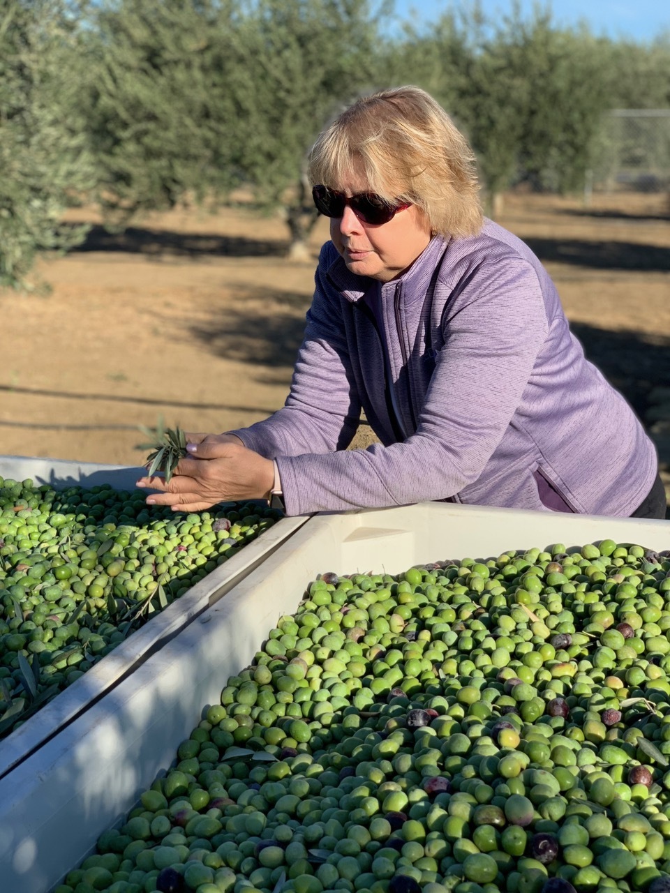How Bondolio Turned a Sacramento Valley Farm into an Award-Winning Sicilian Olive Oil Producer