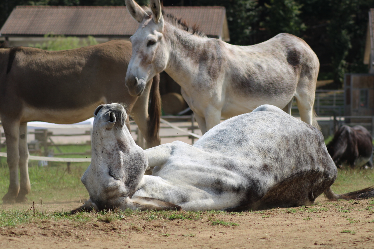 Saving Europe’s Donkeys: Inside Italy’s Il Rifugio degli Asinelli