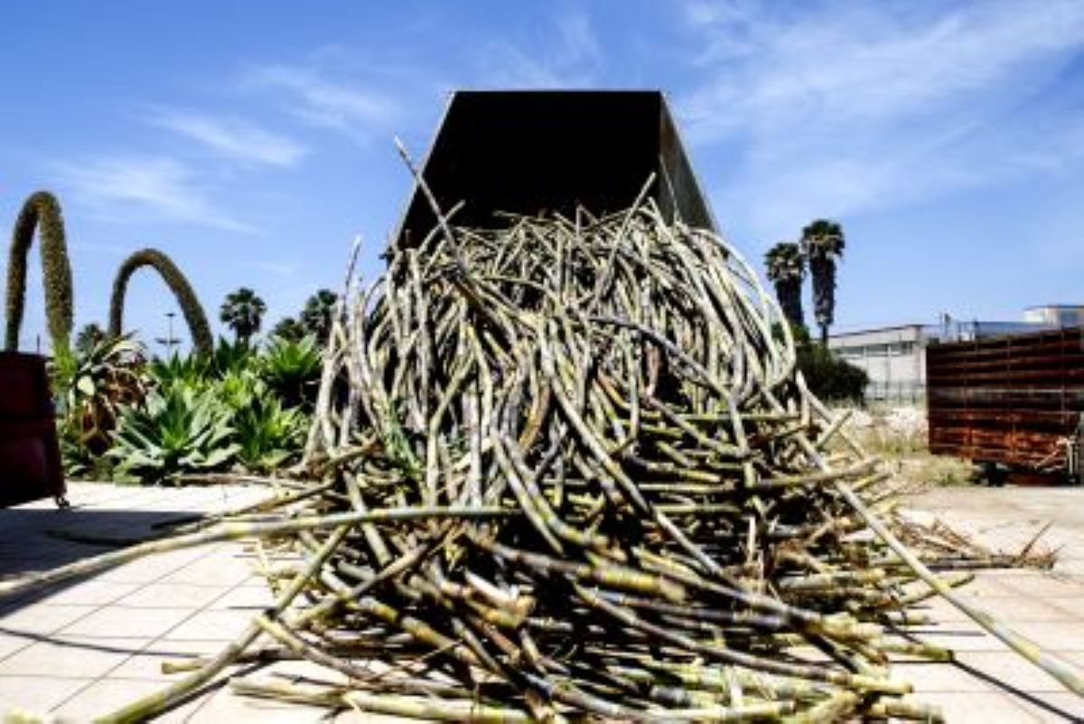 How One Sicilian Distillery is Bringing Sugarcane Back to Sicily