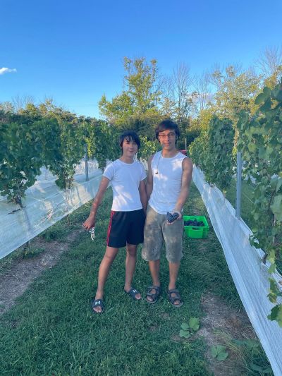 Angelico-sons-in-vineyard.jpg