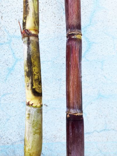 sugarcane-varieties.jpg